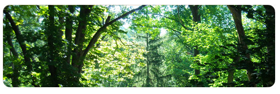 woodland glade